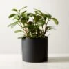 Live Peperomia Obtusifolia 6" In Ceramic Black Pot -Furniture Sale PeperomiaObtsflBkPt6inSHF22